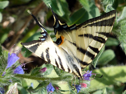 vlinder, Rocamadour, maar vaker gezien in de Dordogne