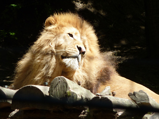 leeuw, Zooparc van Beauval