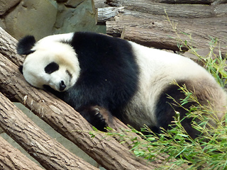 panda, Zooparc van Beauval