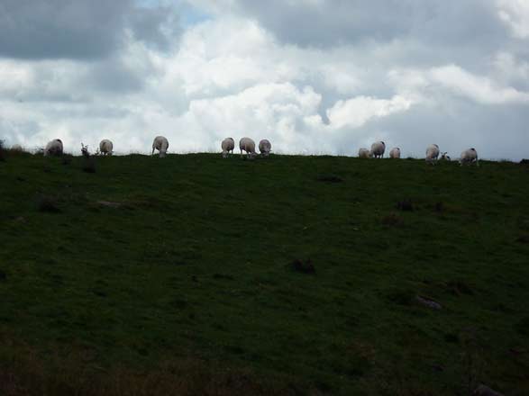 schapen, bij de muur van Hadrianus