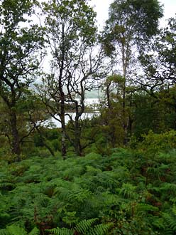 Loch Sunart, door het eieknbos  naar de wildlife hide