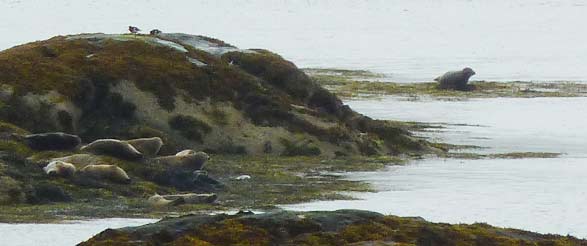 zeehonden op Garbh Eilean, uitzicht vanuit de kijkhut