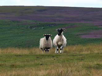schapen, North York Moors